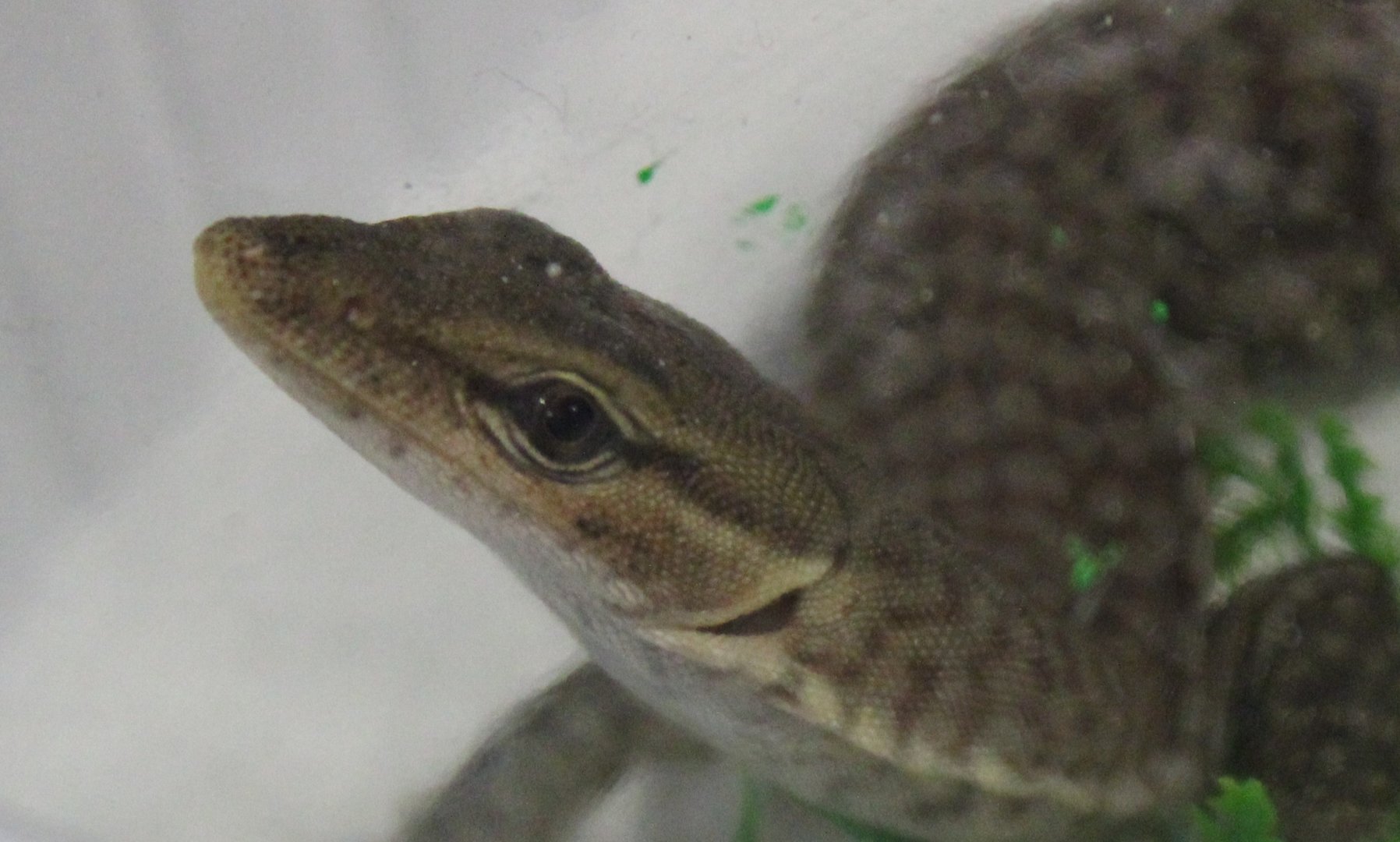 Varanus tristis orientalis