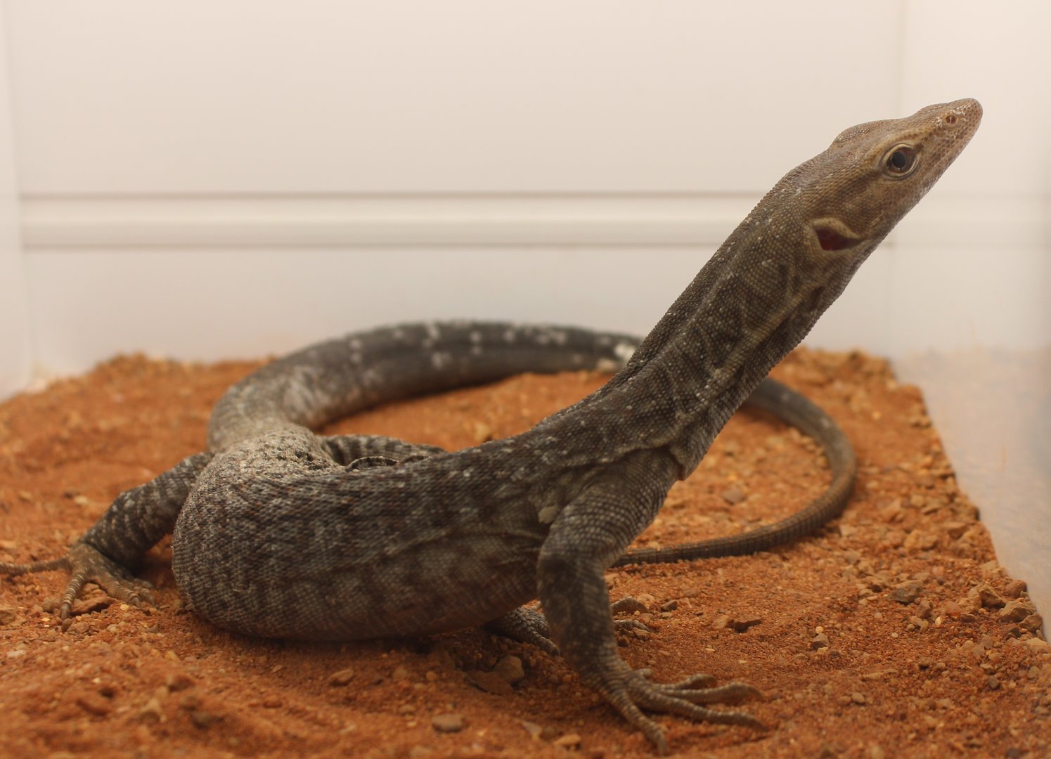 Varanus tristis tristis
