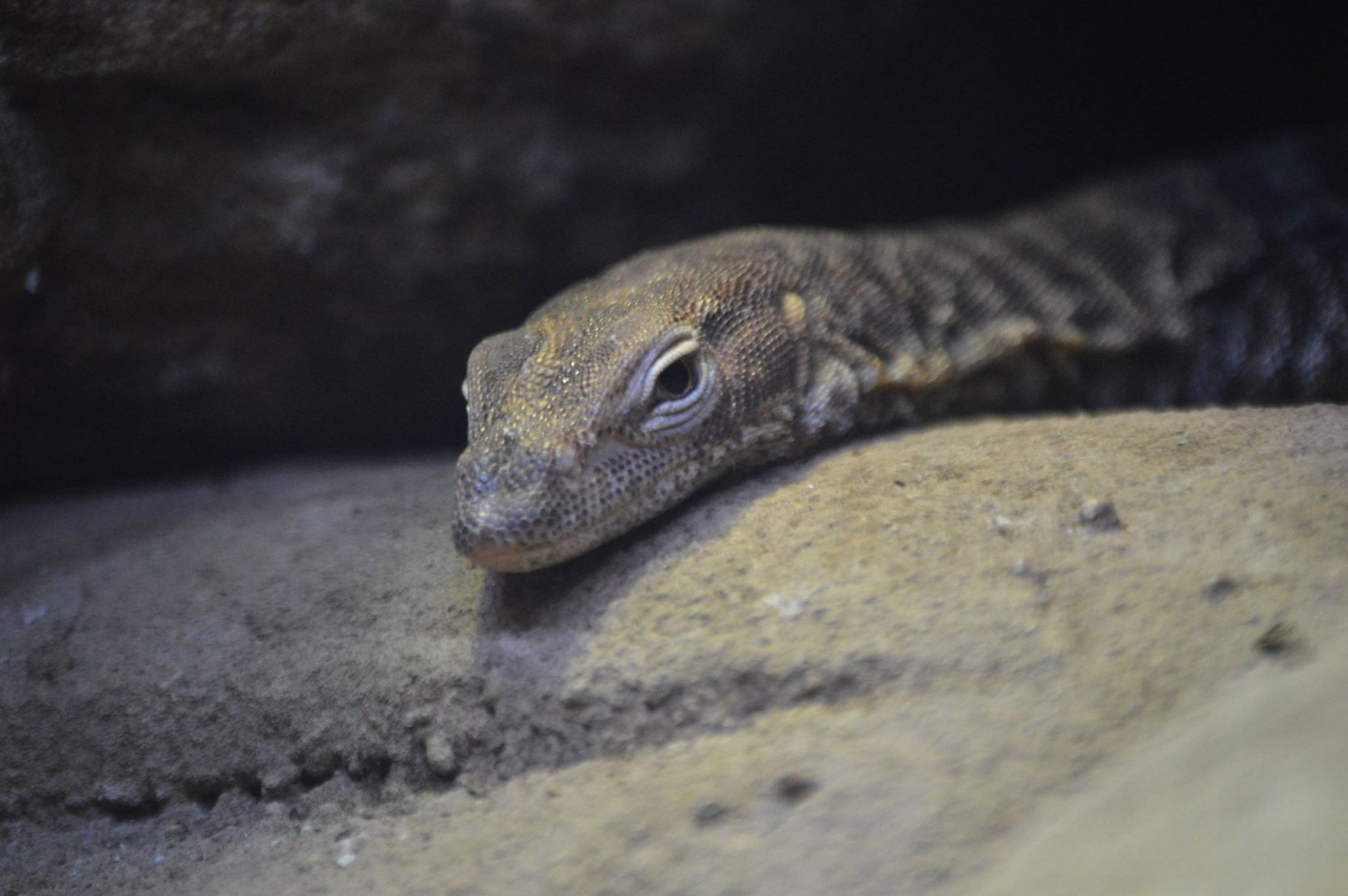 Varanus tristis