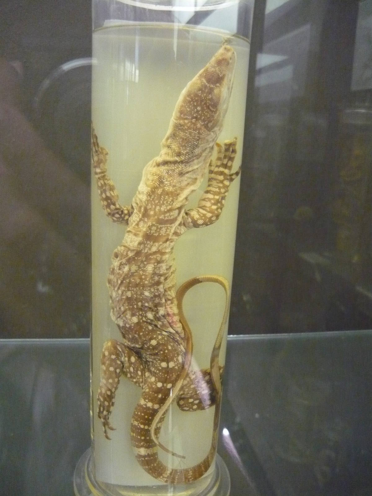Varanus varius wet specimen