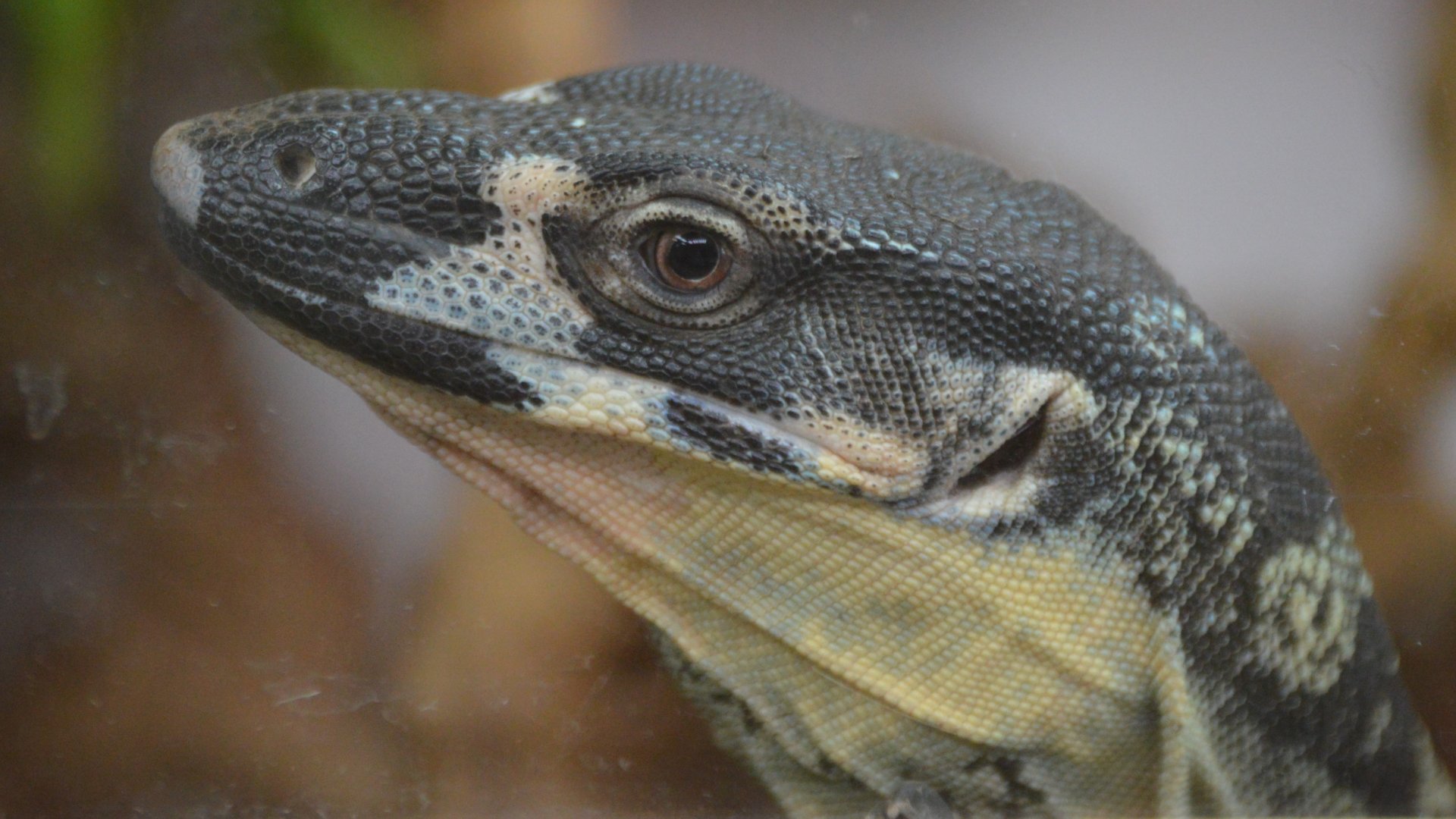 Varanus varius