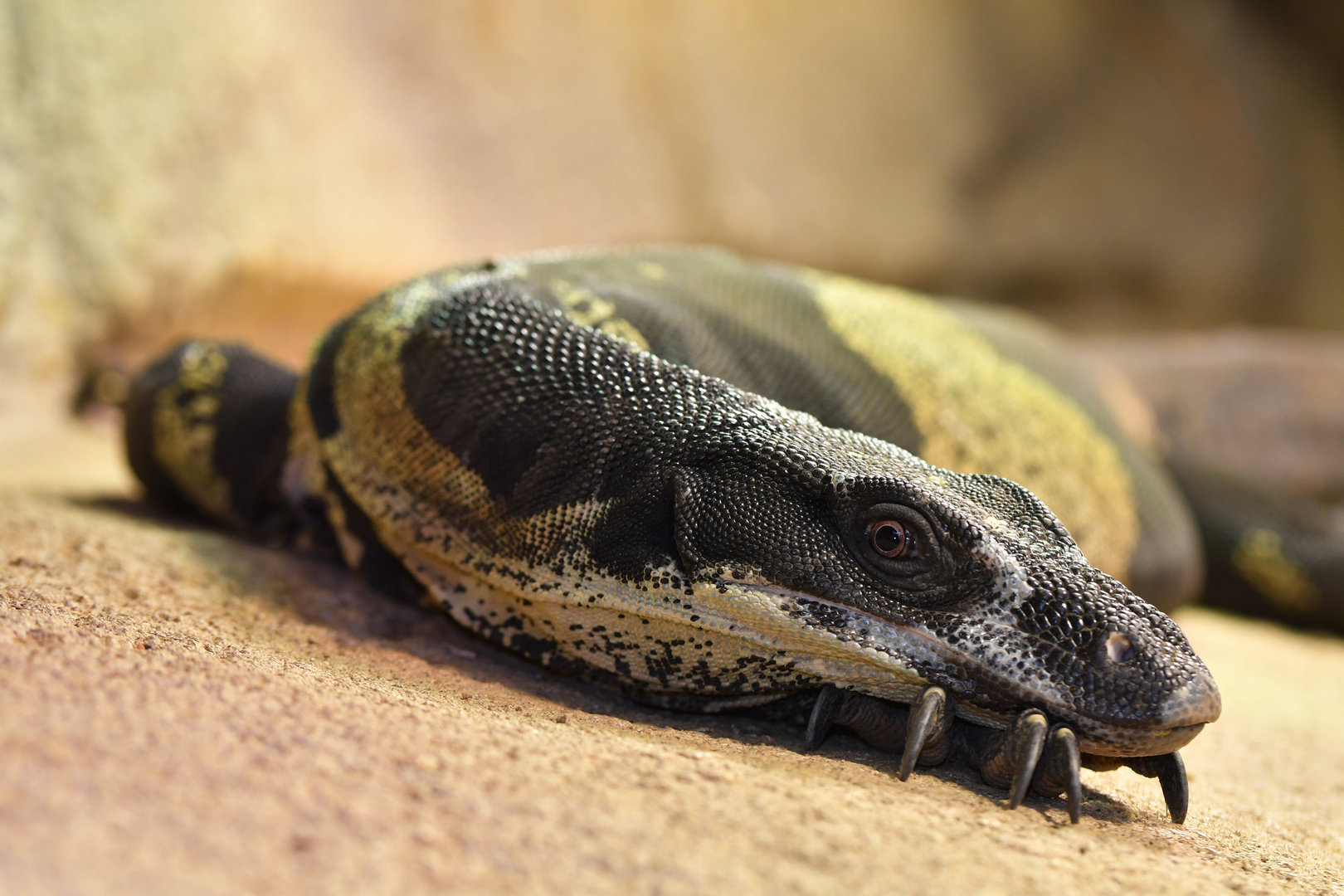 Varanus varius
