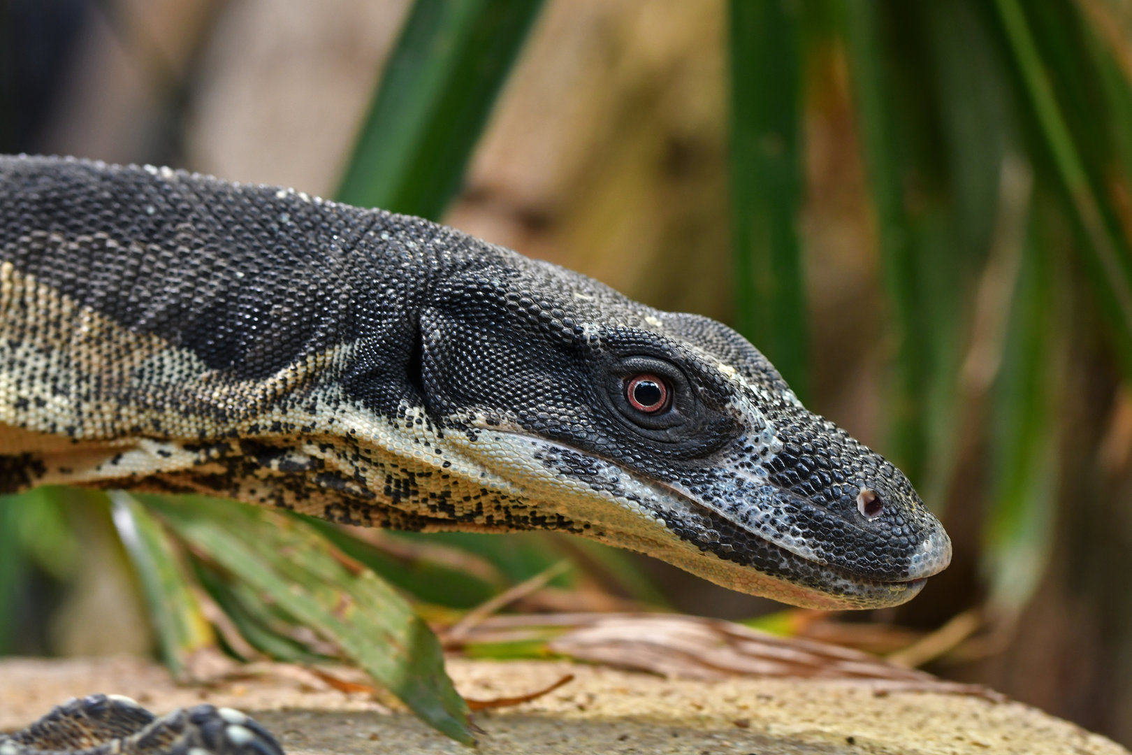 Varanus varius