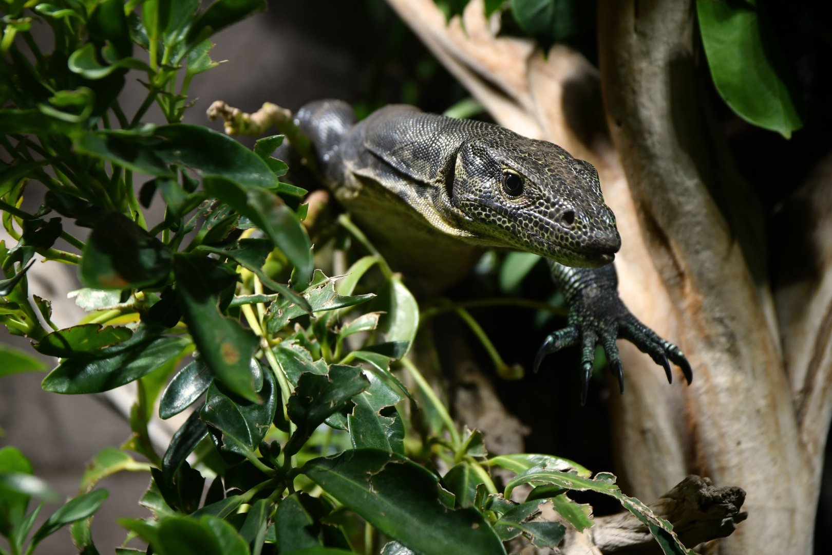 Varanus yuwonoi