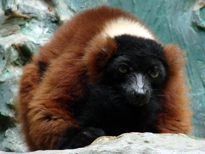 Varecia rubra / Red ruffed lemur