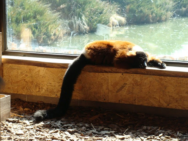 Varecia variegata rubra