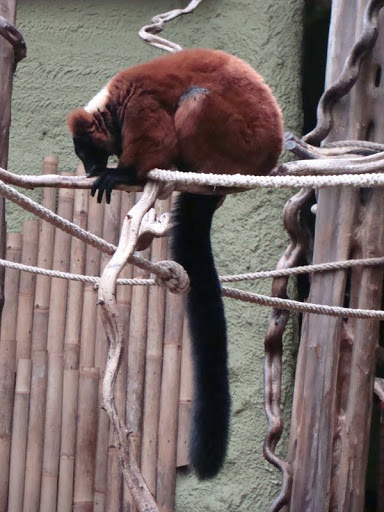 Varecia variegata rubra