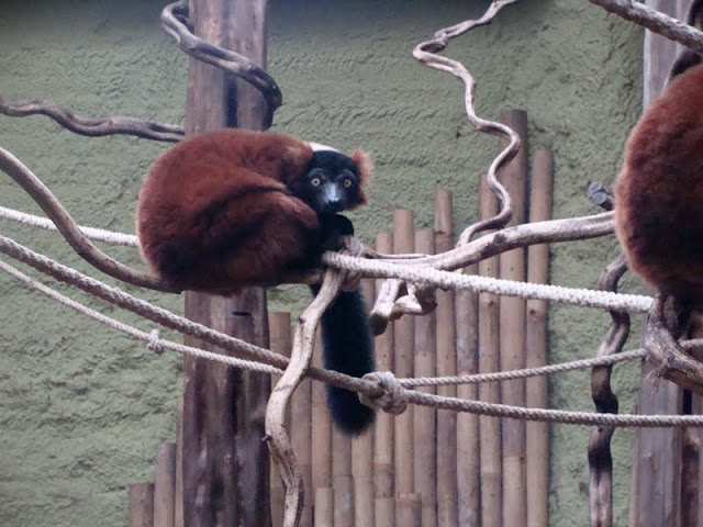 Varecia variegata rubra