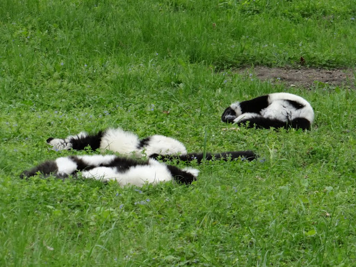 Varecia variegata variegata