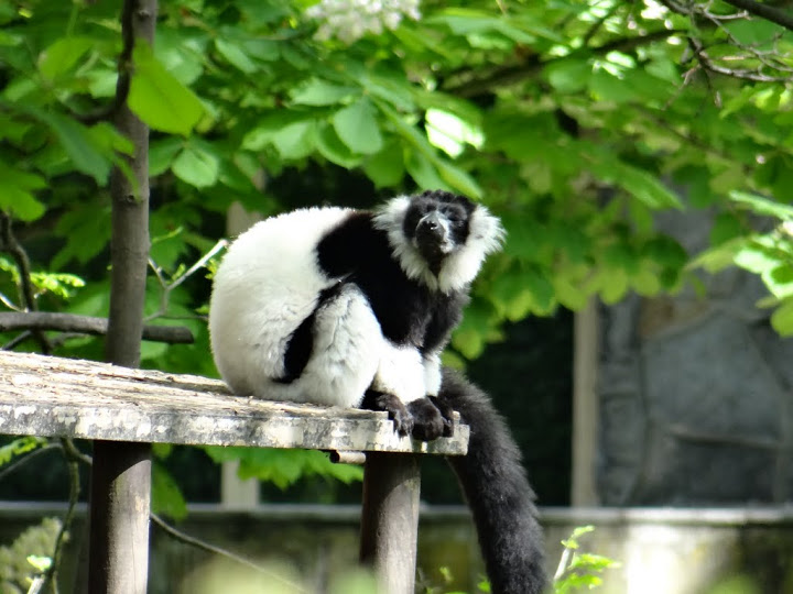 Varecia variegata variegata