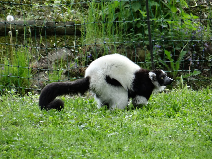 Varecia variegata variegata