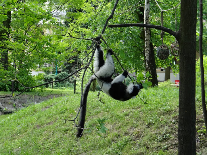 Varecia variegata variegata