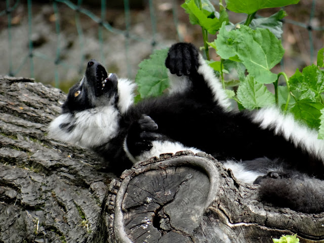 Varecia variegata variegata