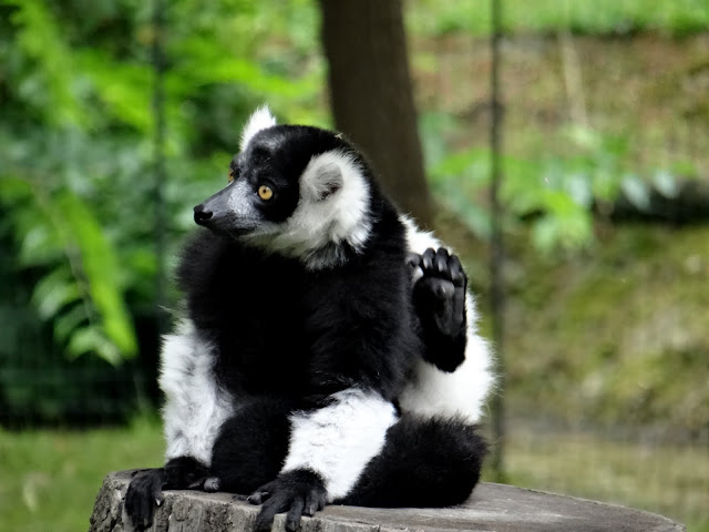 Varecia variegata variegata