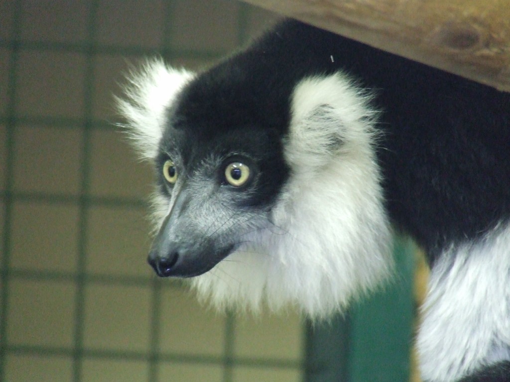 Vari a ceinture blanche (varecia variegata subcincta)