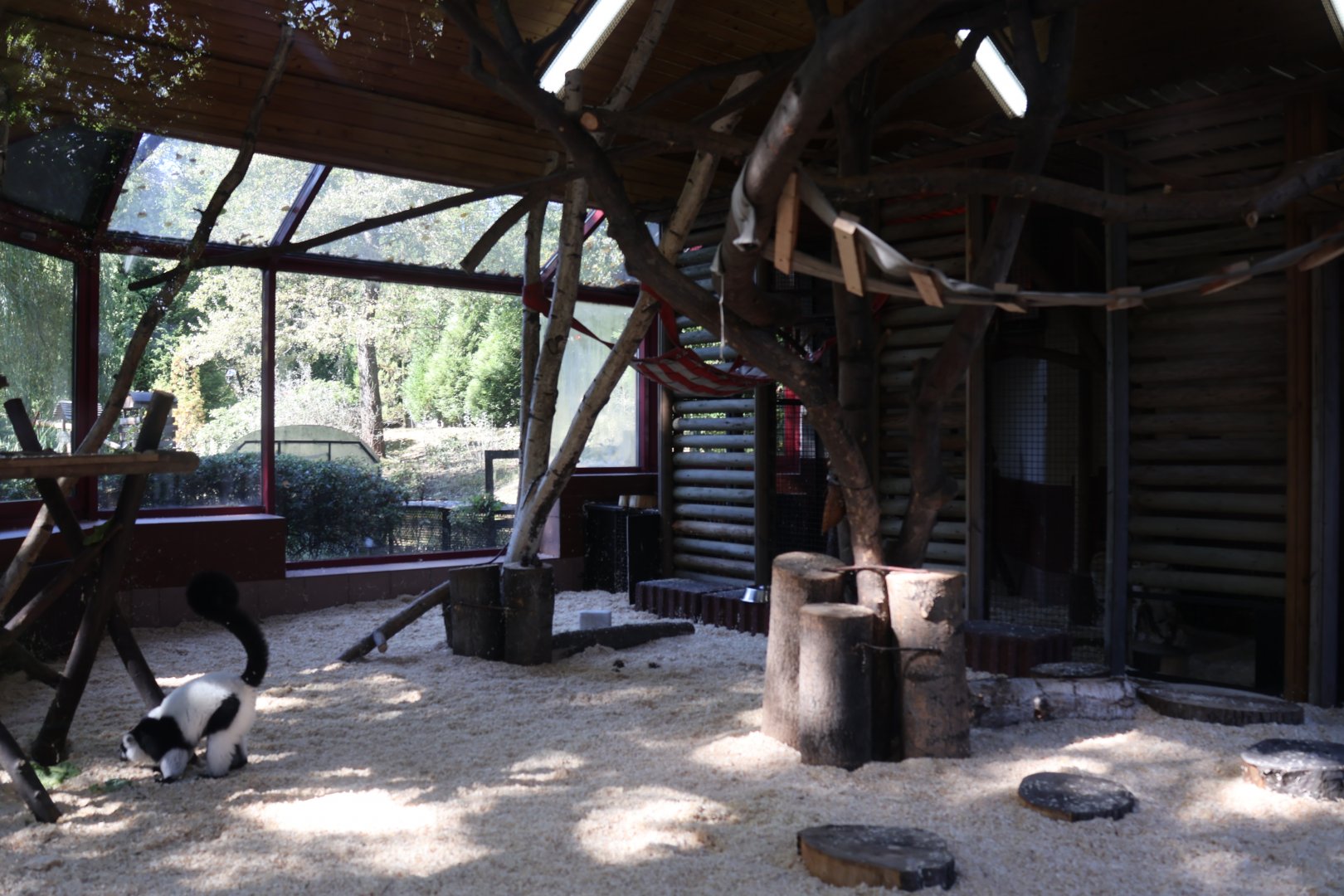 Vari House - Black and White Ruffed Lemur (Varecia variegata variegata)