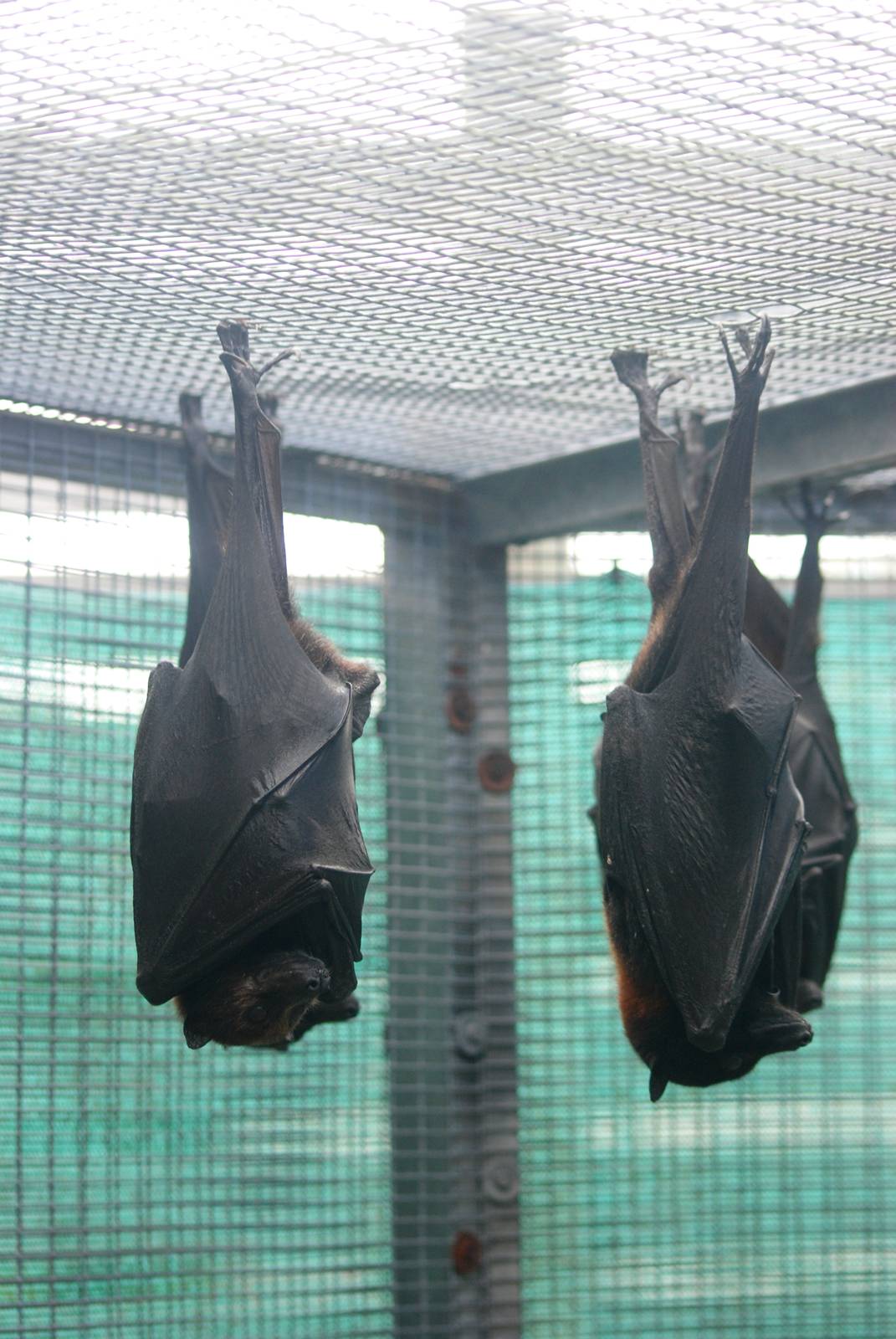 Variable and Large Flying Foxes at Lubee Bat Conservancy, 11/10/13