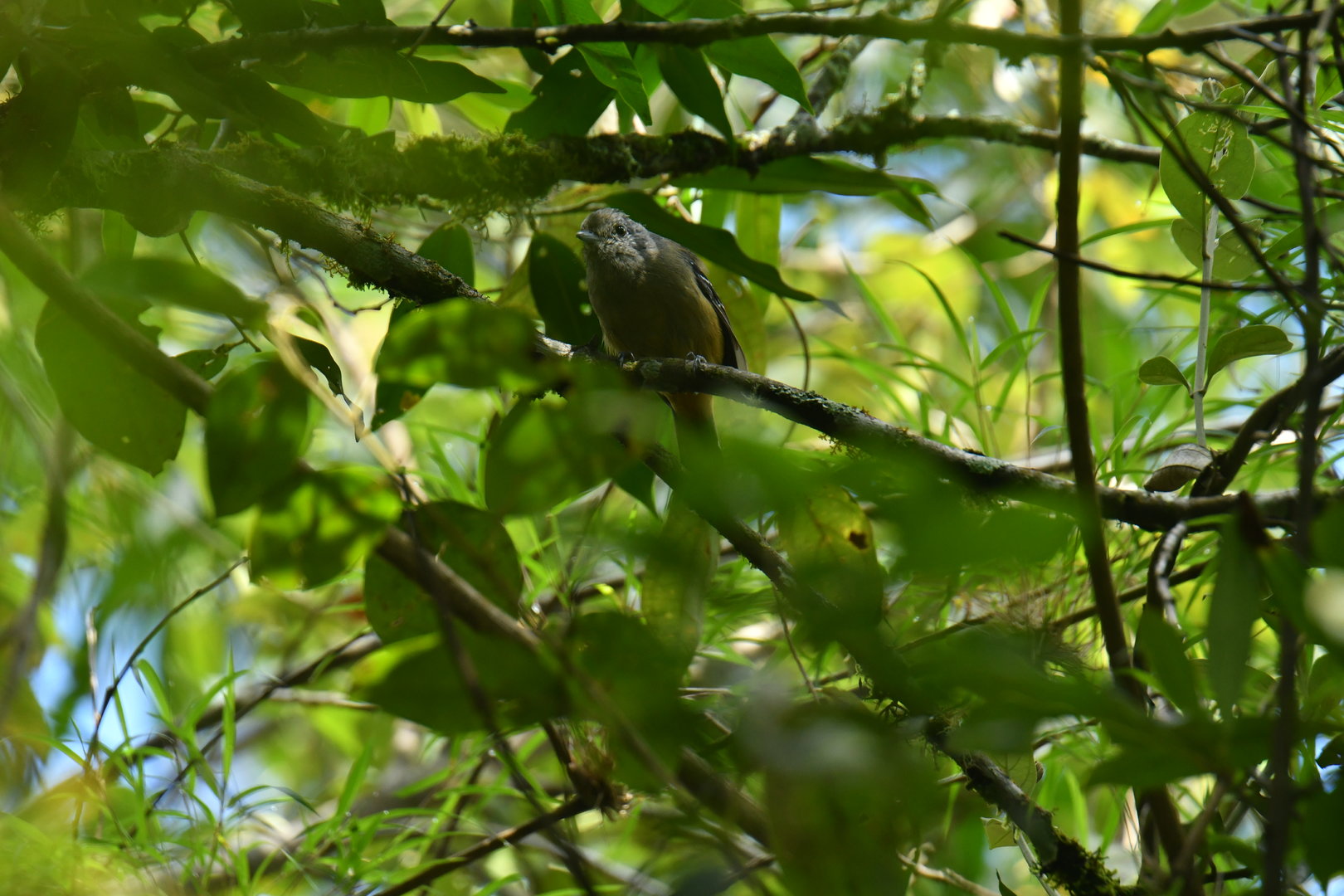 Variable Antshrike Thamnophilus caerulescens