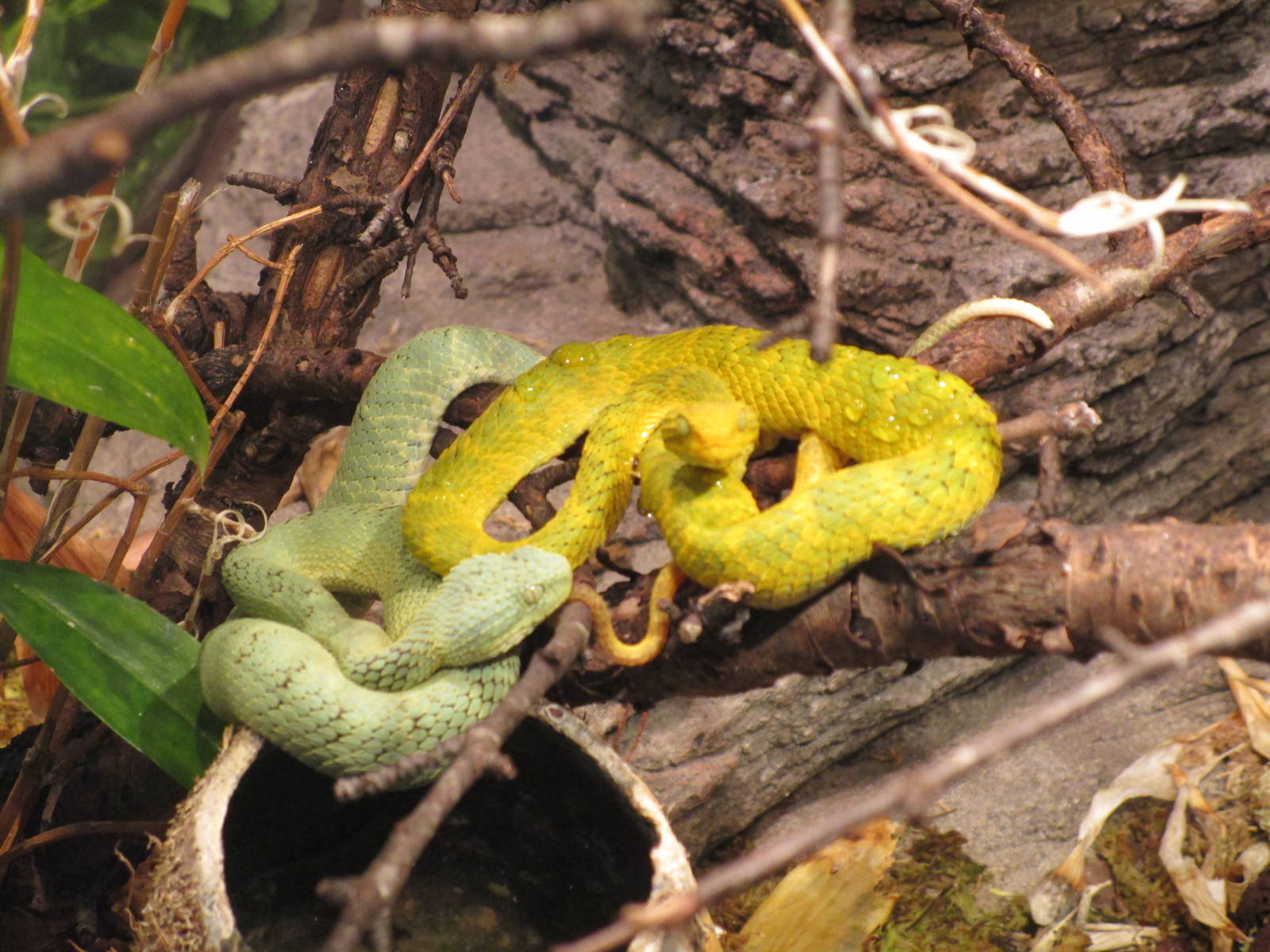 Variable Bush Viper - 24/03/15