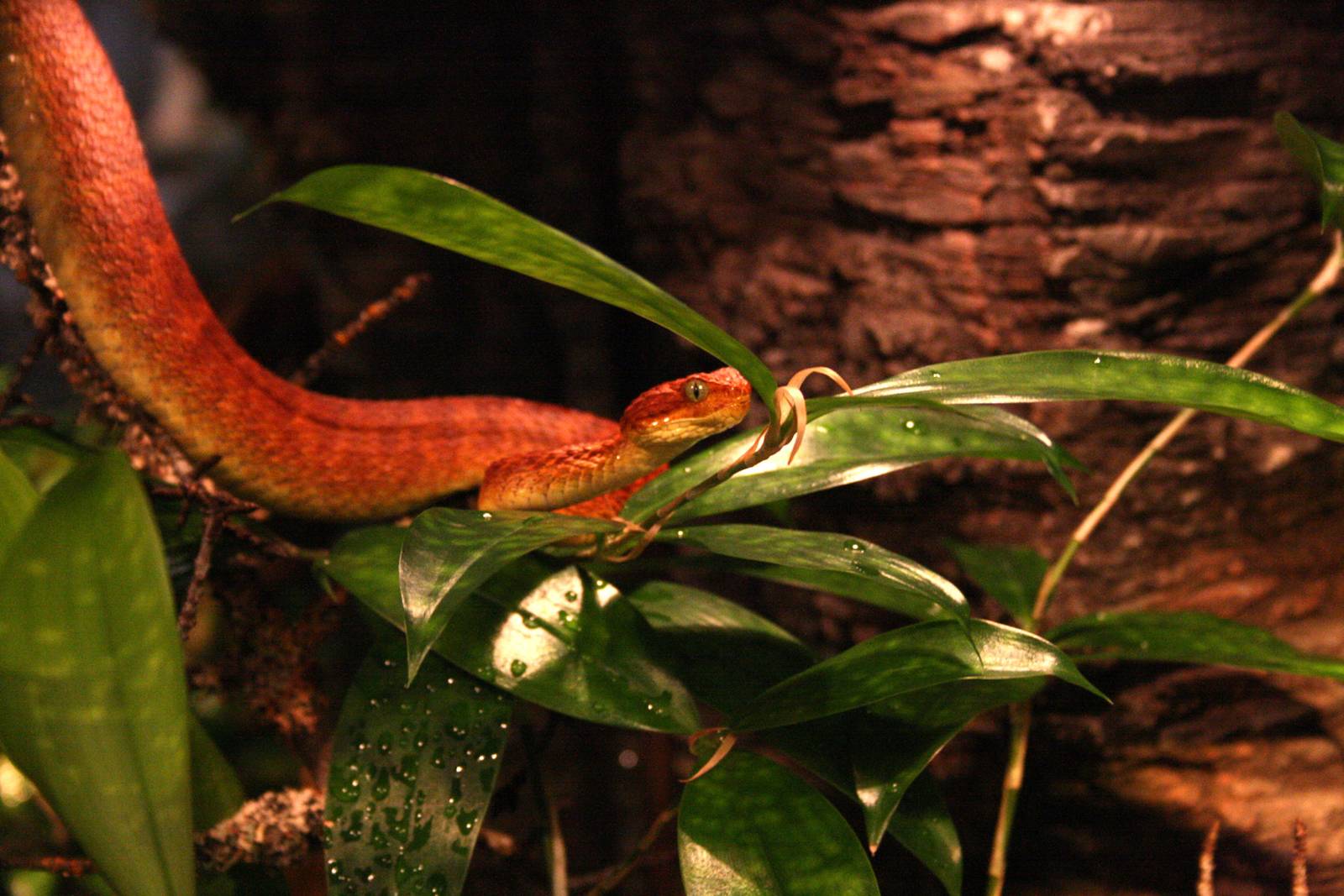 Variable bush viper (Atheris squamigera)