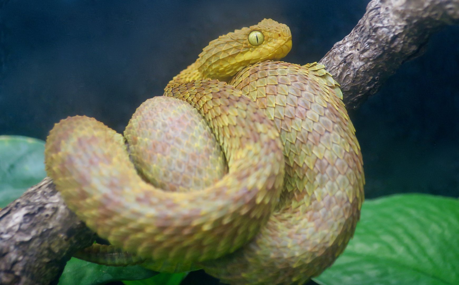 Variable Bush Viper (Atheris squamigera)