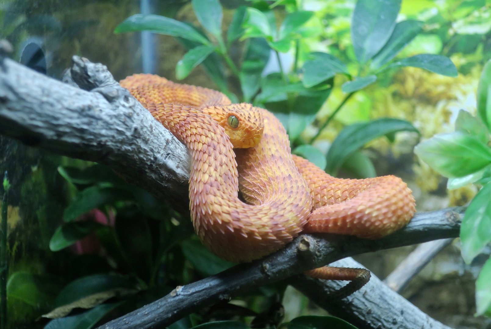 Variable Bush Viper (Atheris squamigera)