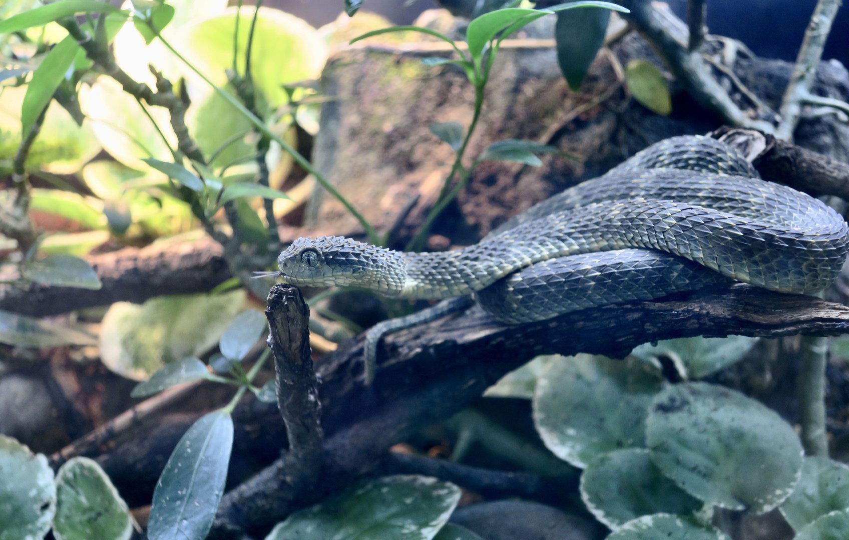 Variable Bush Viper (Atheris squamigera)