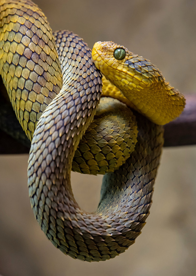 Variable bush viper (Atheris squamigera)