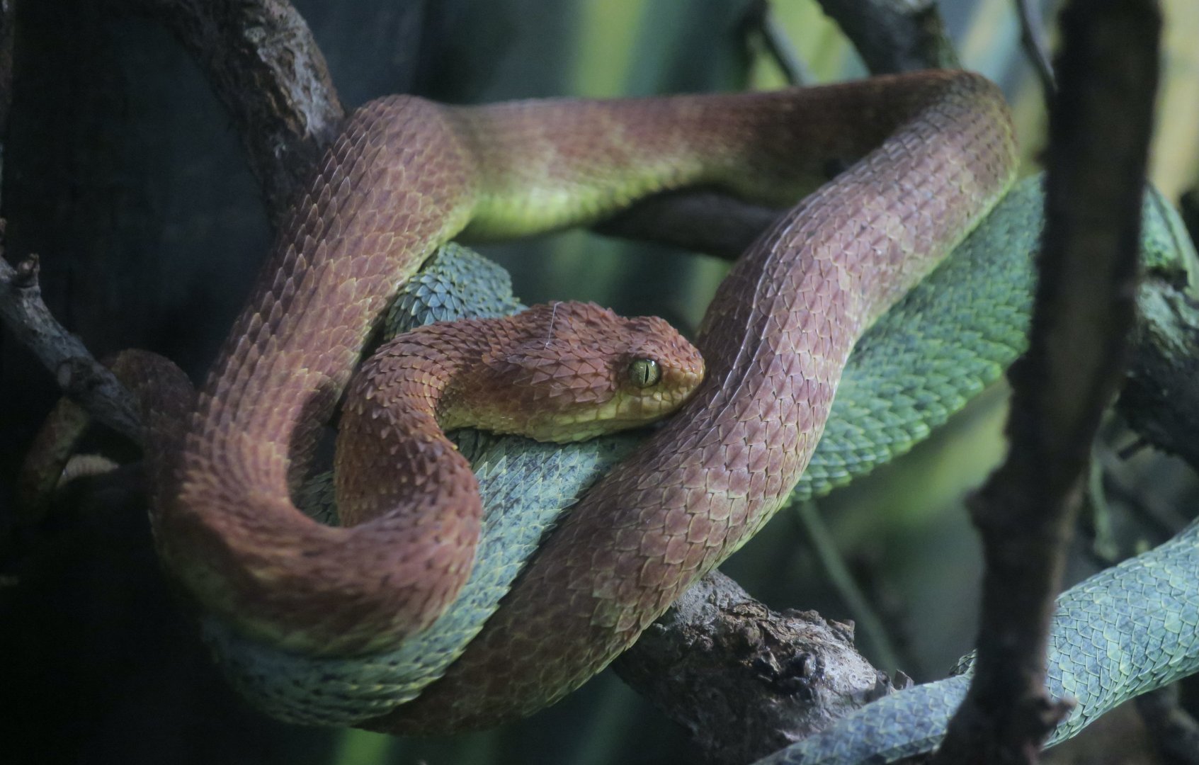 Variable Bush Viper (Atheris squamigera)