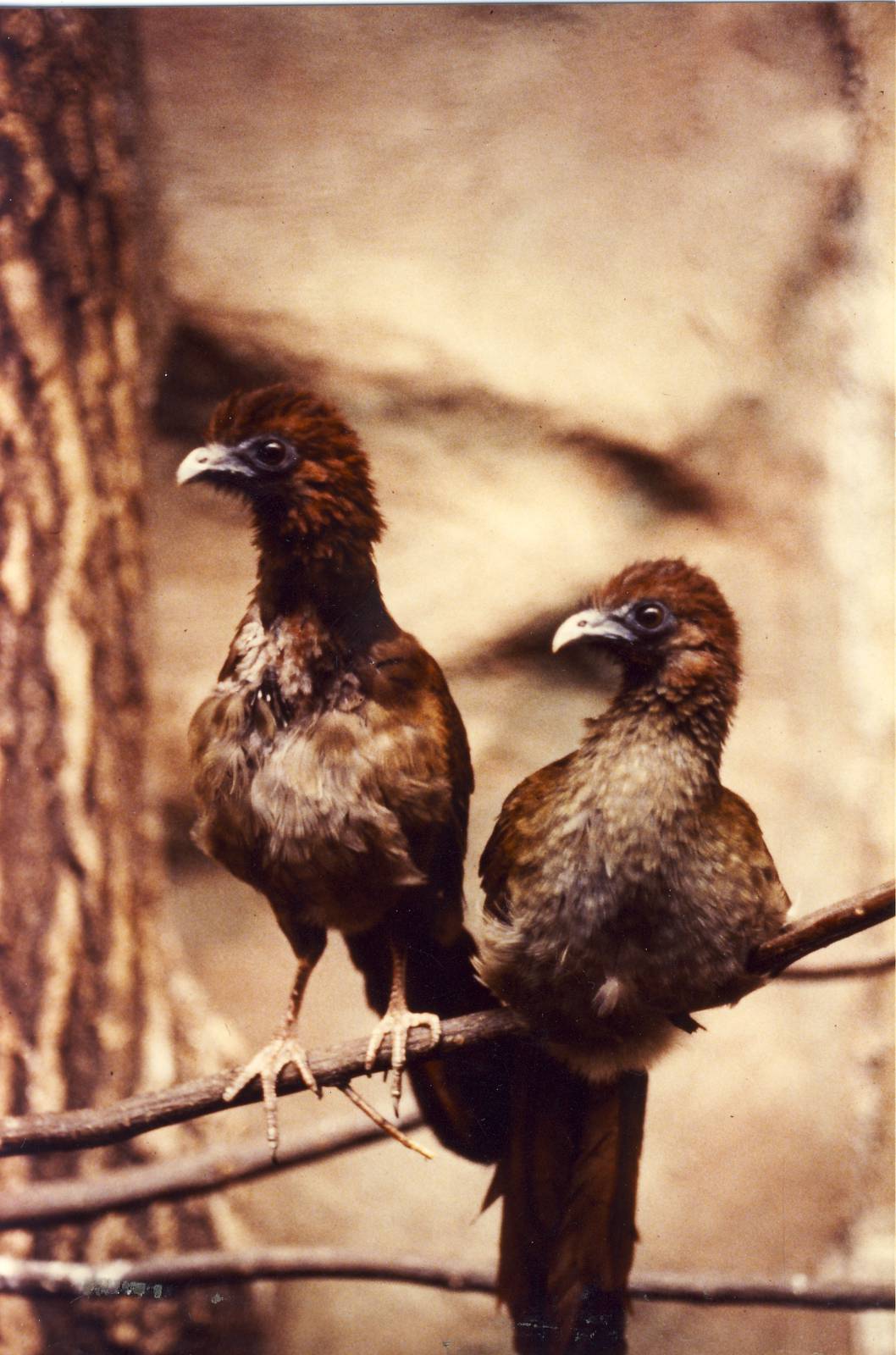 Variable Chacalaca chicks Chester Zoo 31 August 1983