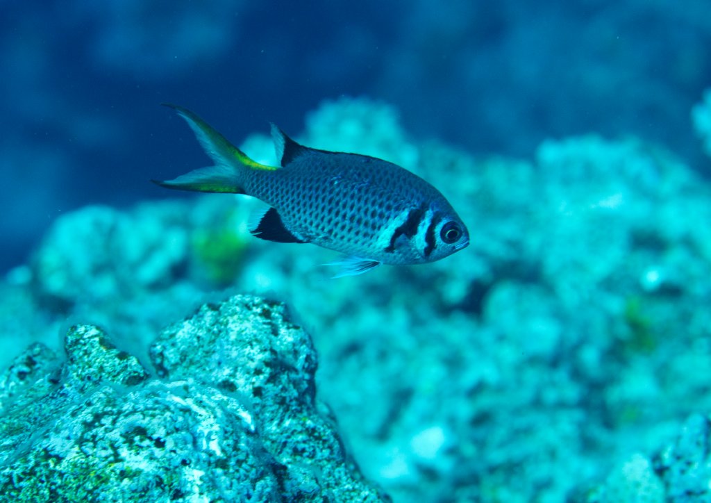 Variable Chromis (Chromis xanthura)