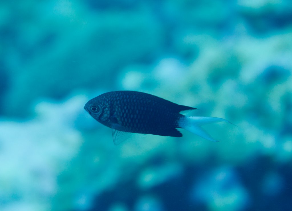 Variable Chromis (Chromis xanthura)
