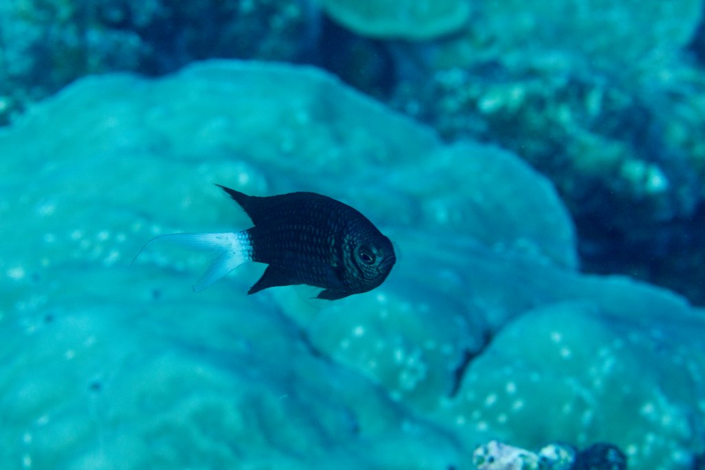 Variable Chromis (Chromis xanthura)