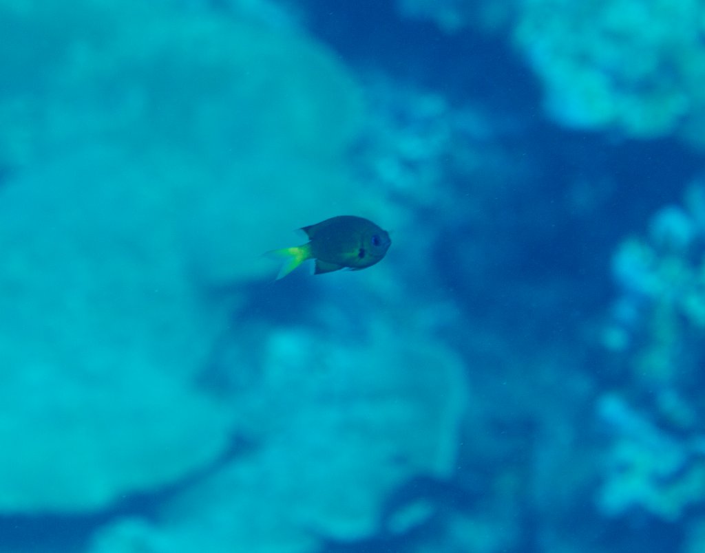Variable Chromis juvenile (Chromis xanthura)