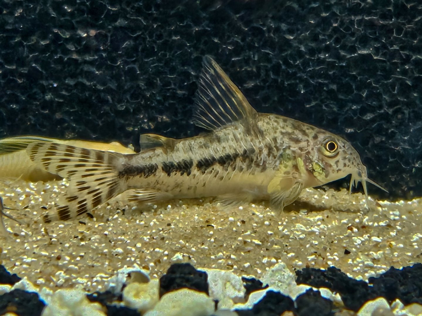 Variable Cory (Hoplisoma diphyes)
