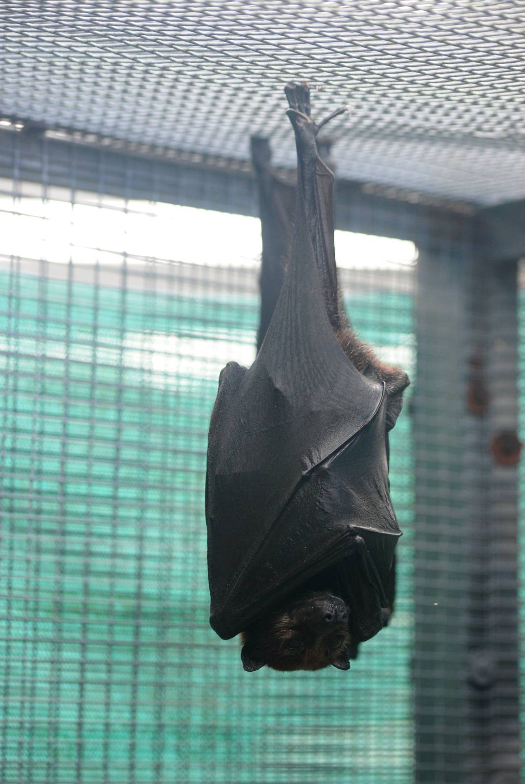 Variable Flying Fox at Lubee Bat Conservancy, 11/10/13