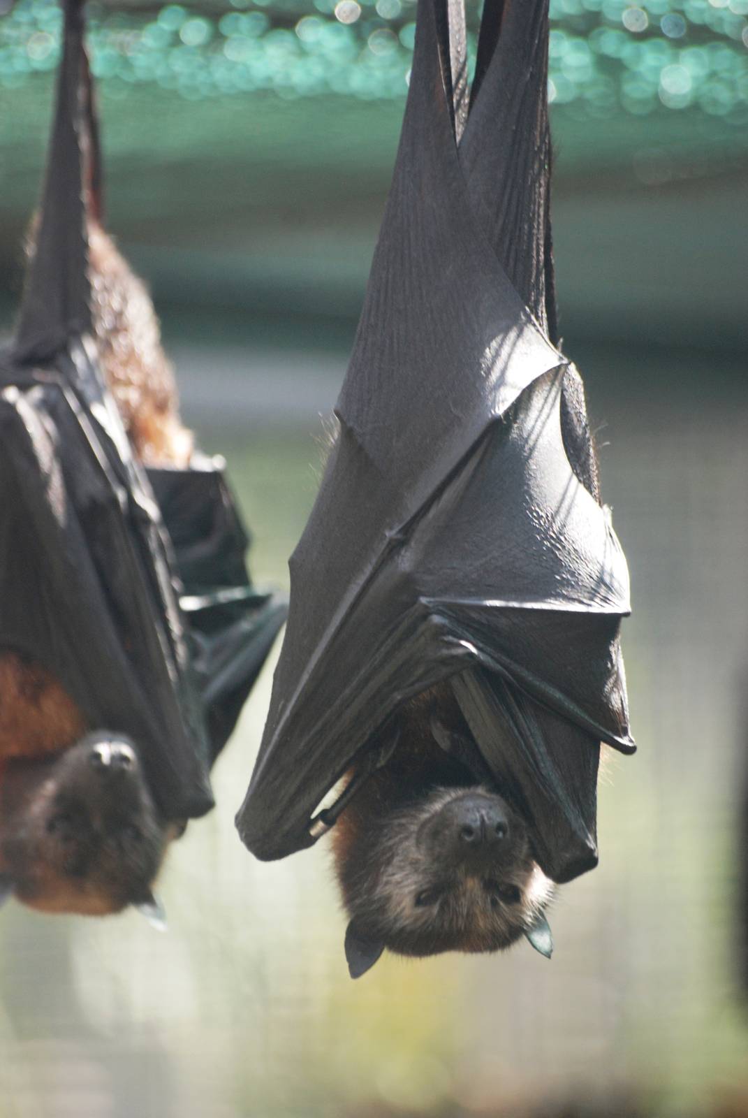 Variable Flying Foxes at Lubee Bat Conservancy, 11/10/13