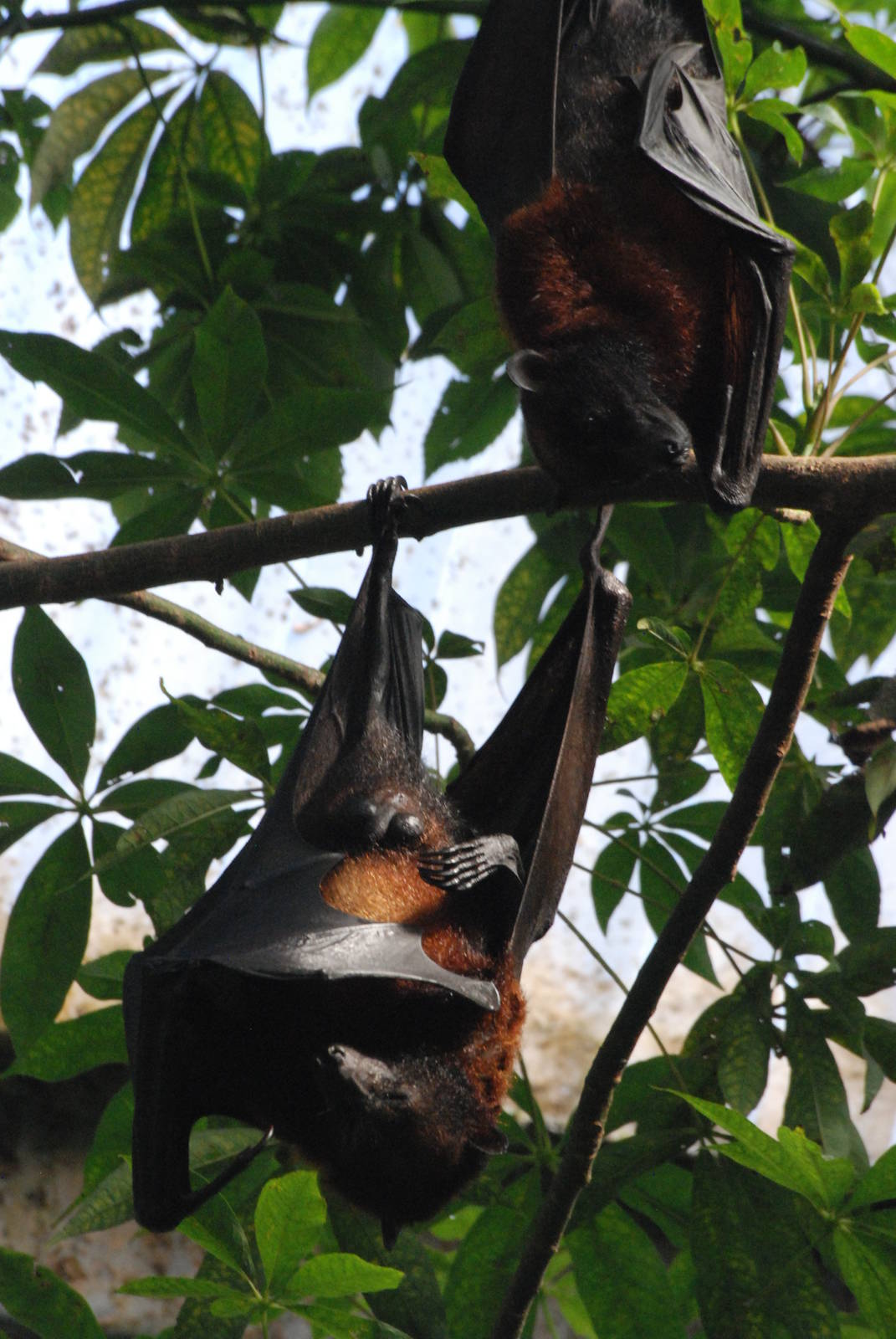 Variable Fruit Bat at Leipzig, 02/09/11