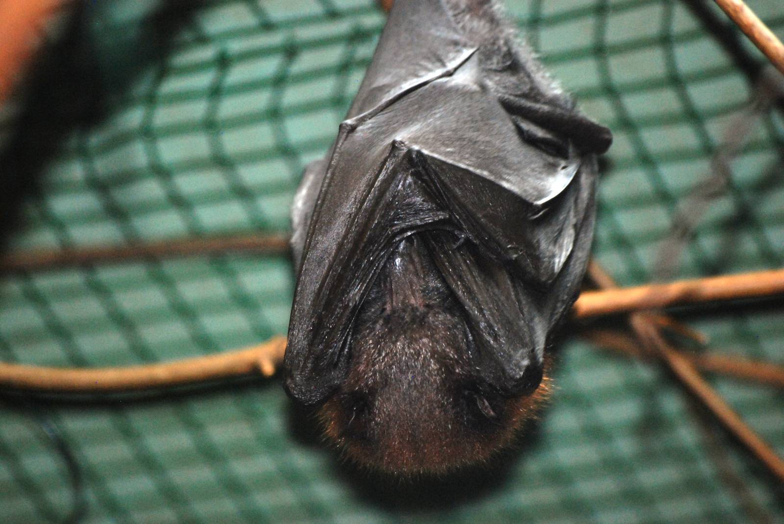 Variable Fruit Bat at Usti, 29/08/12