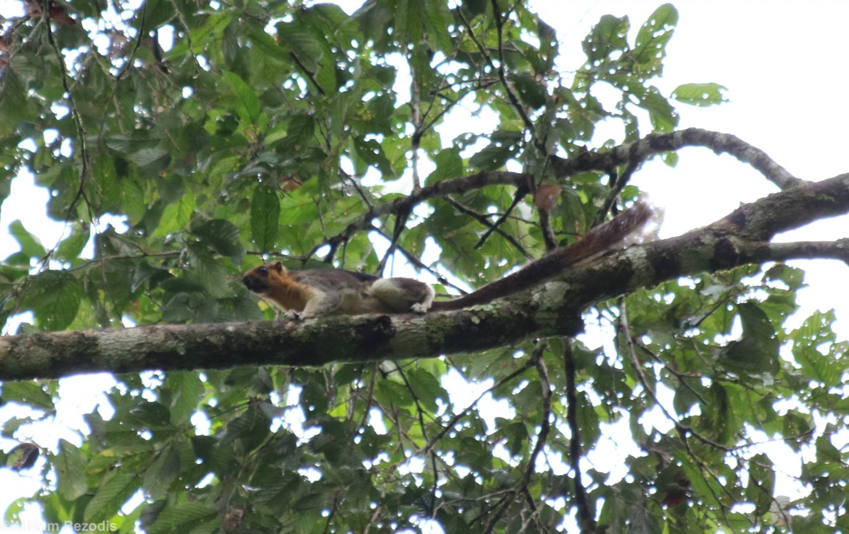 Variable Giant Squirrel - Danum Valley