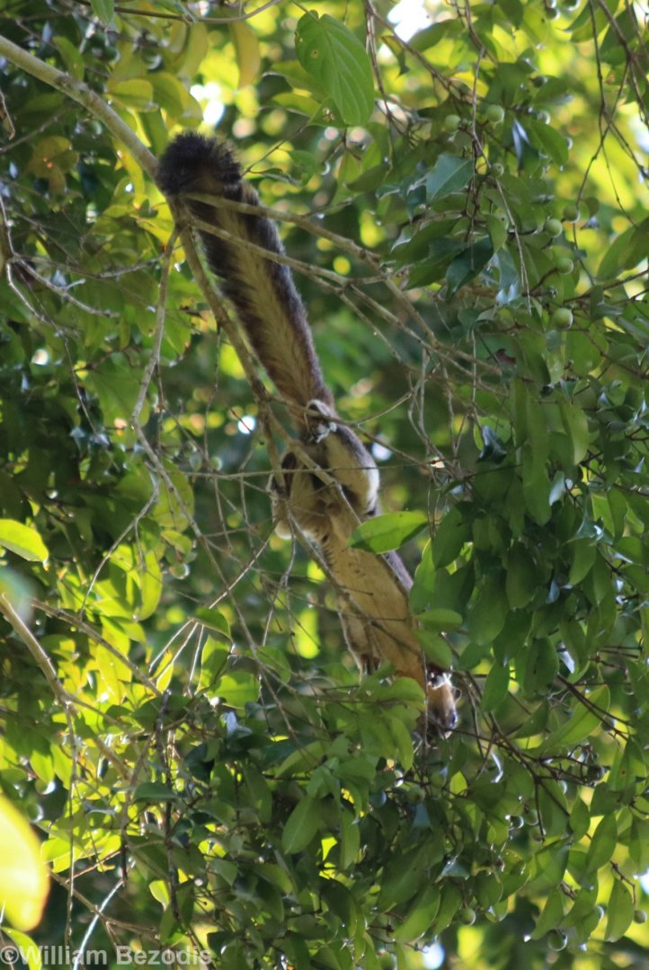 Variable Giant Squirrel - Sepilok