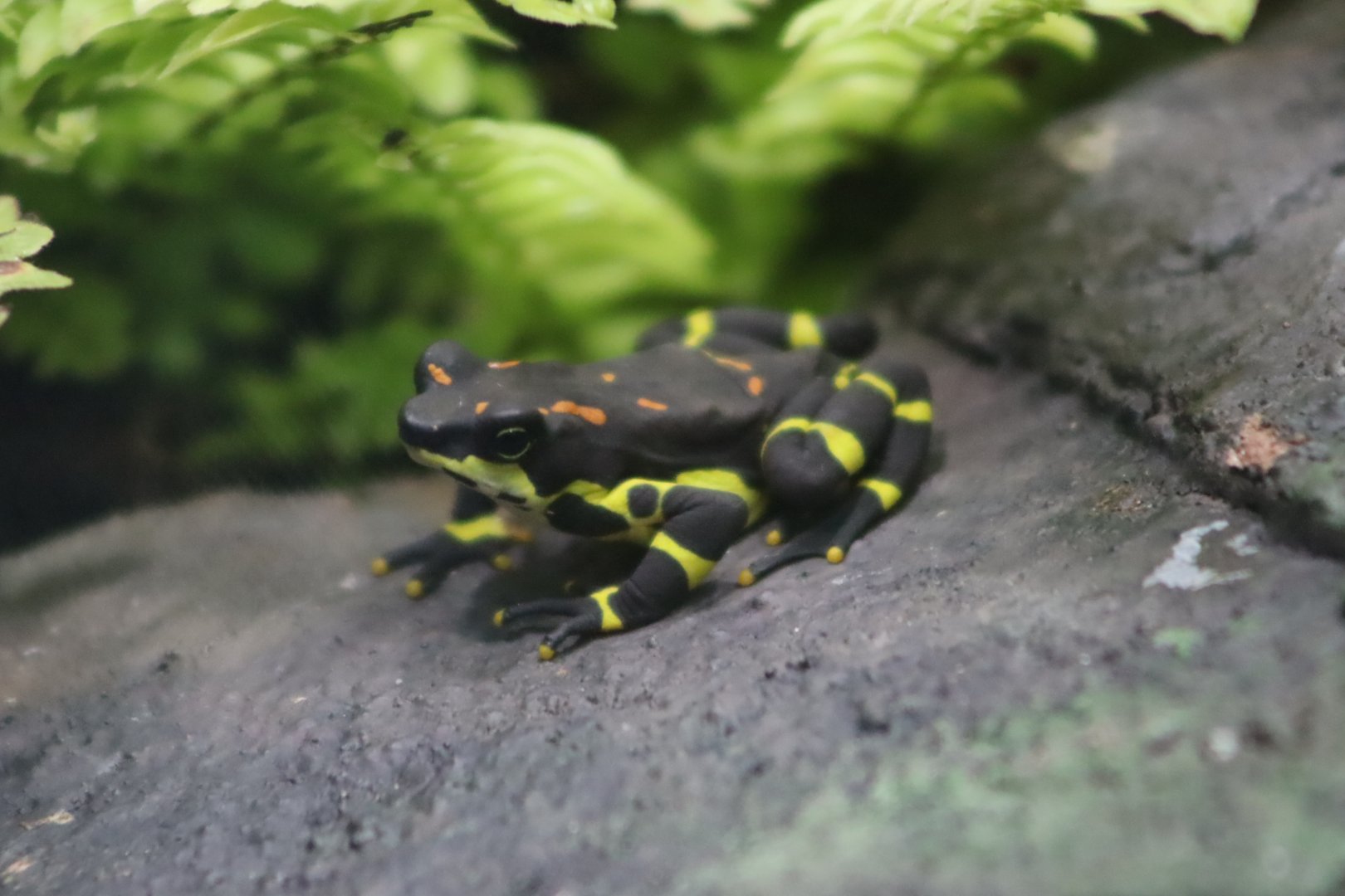 Variable Harlequin Frog