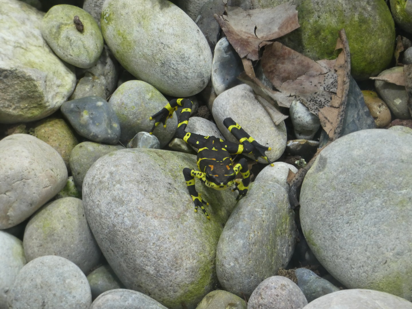 Variable harlequin toad