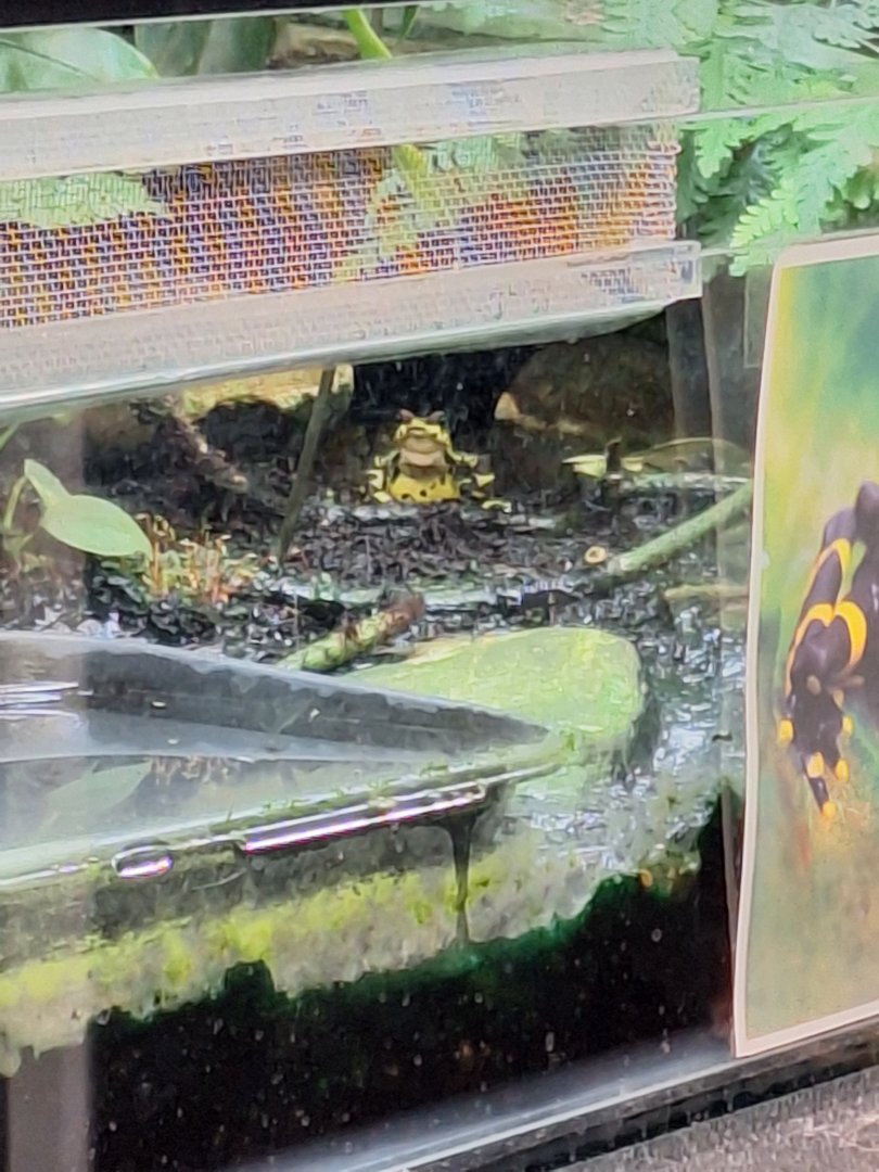 Variable Harlequin Toad