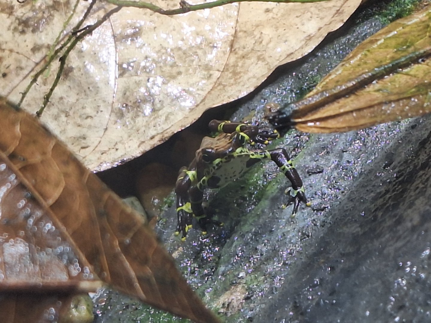 Variable Harlequin Toad