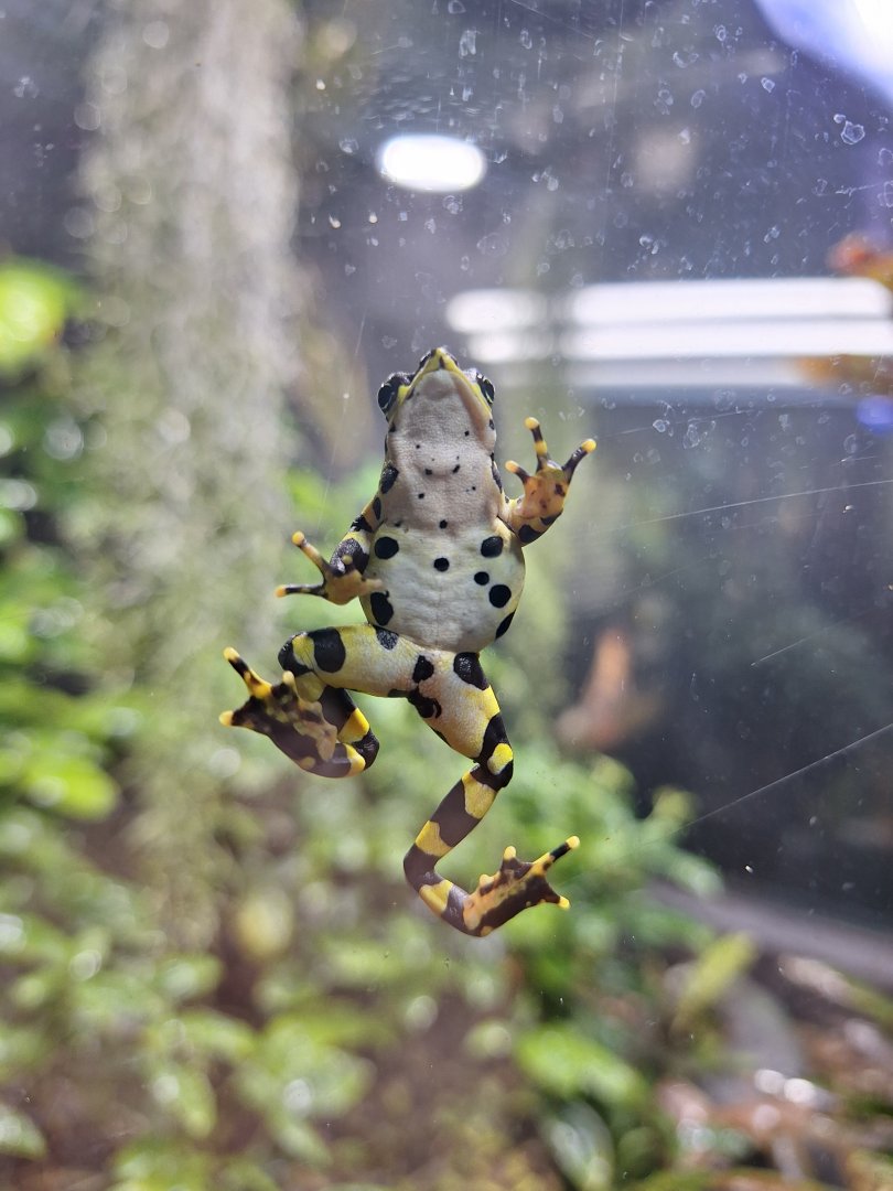 Variable Harlequin Toad