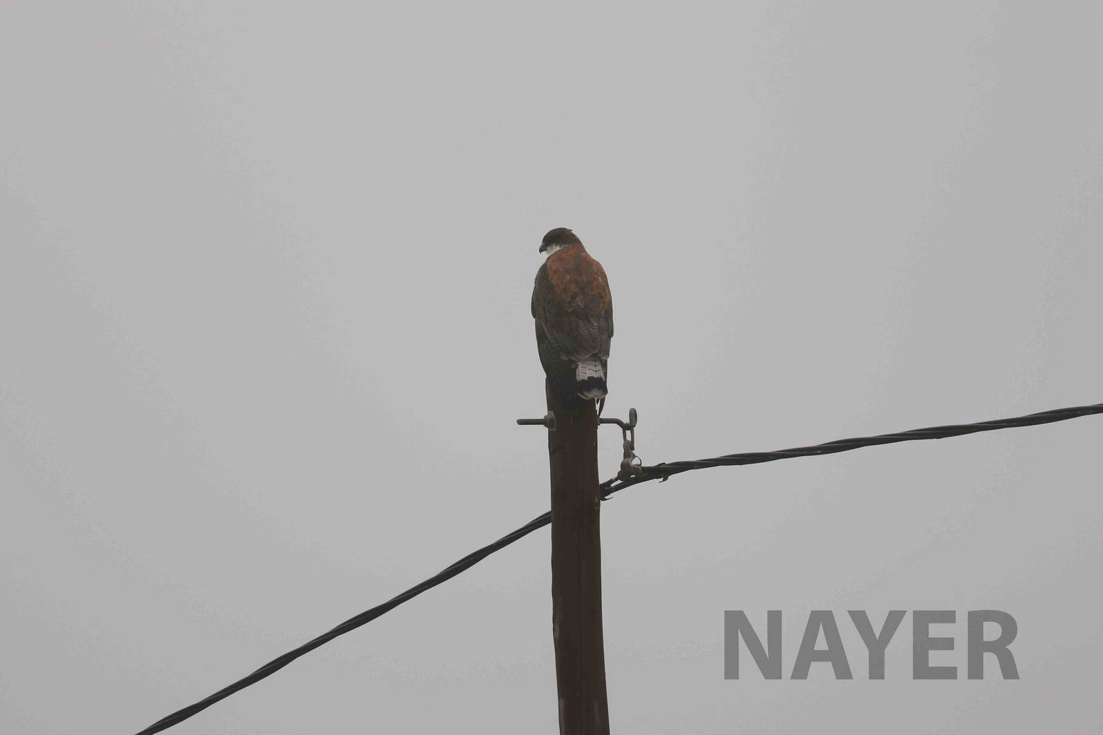 Variable hawk, April 2016