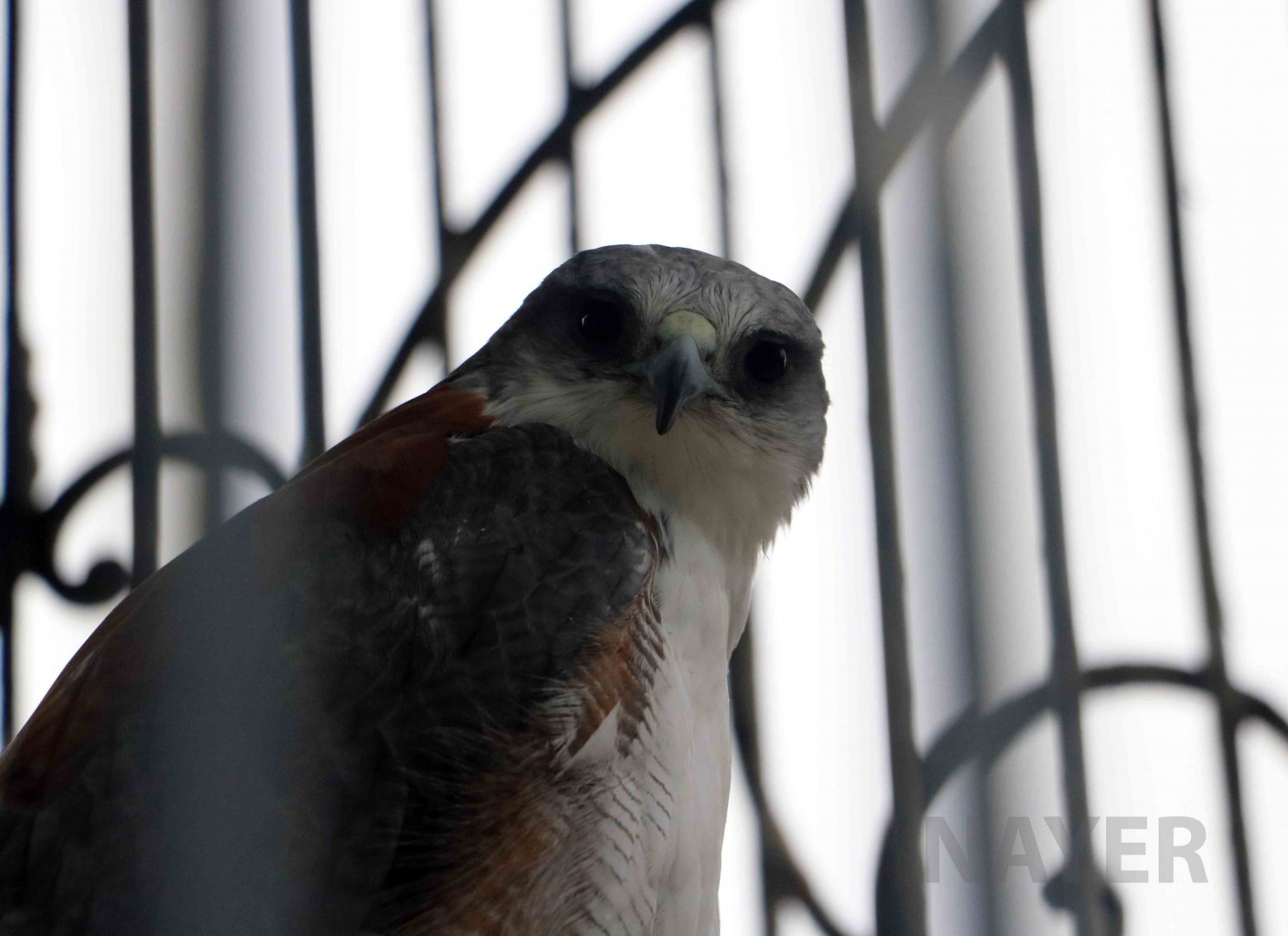 Variable hawk, April 2016