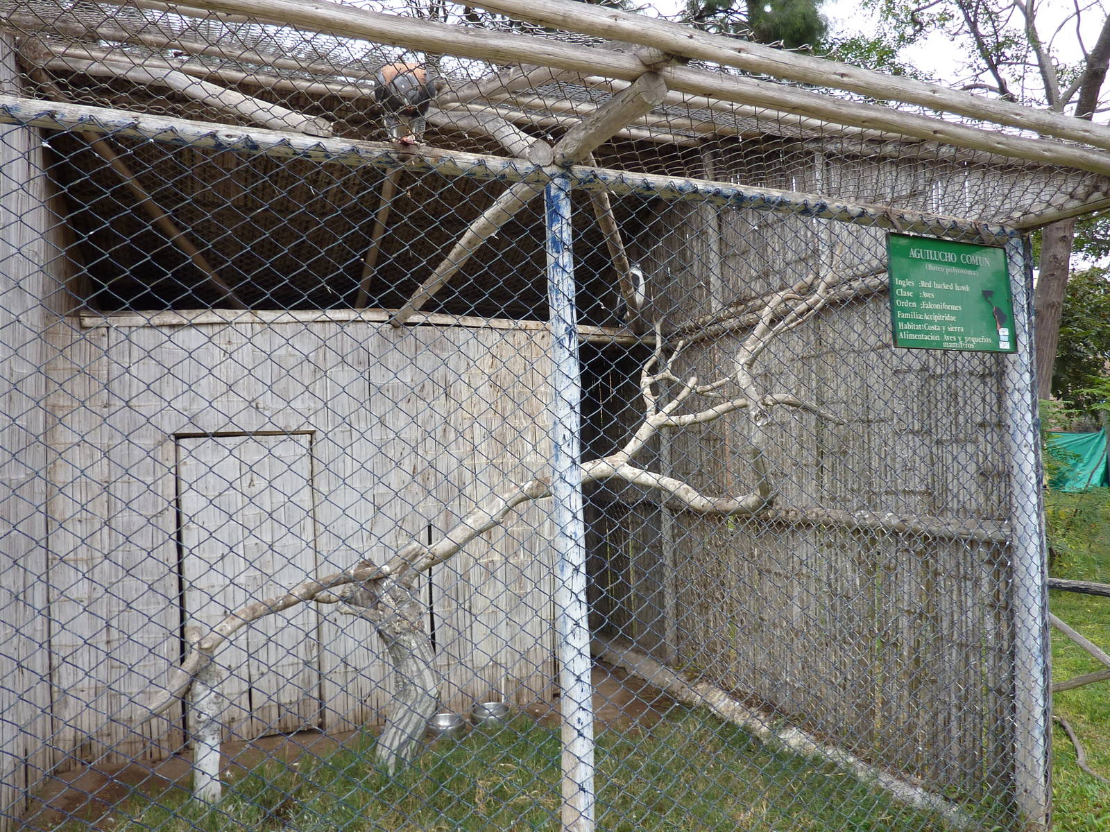 Variable Hawk aviary