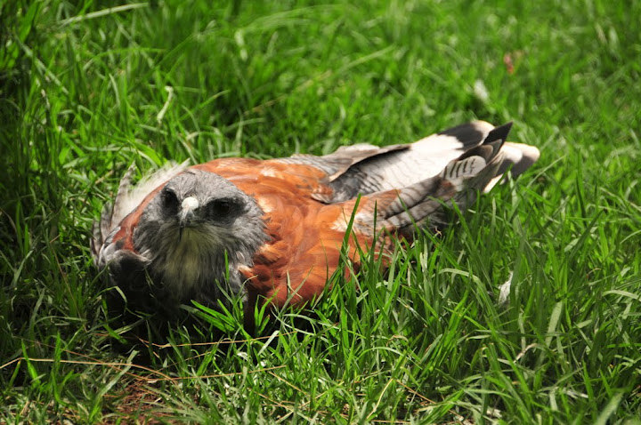 Variable Hawk (Buteo polyosoma)